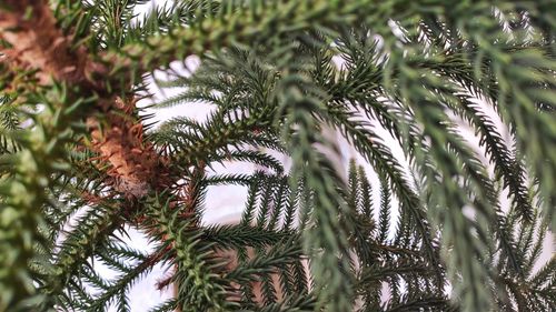 Close-up of pine tree