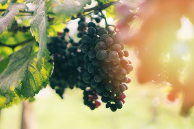 Close-up of grapes growing in vineyard