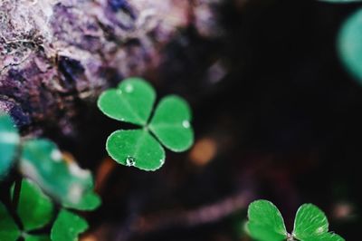 Close-up of leaves on plant