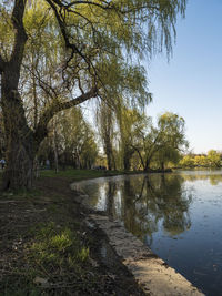 Scenic view of lake by trees against sky