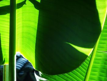 Close-up of green leaves on plant