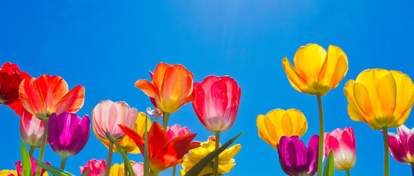 Close-up of yellow tulips against blue sky