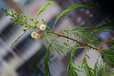 Close-up of flowering plant