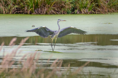 Bird flying over lake