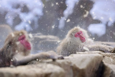 Snow monkey at jigokudani-yaen park in yamanouchi, nagano, japan.