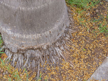 High angle view of tree stump on field
