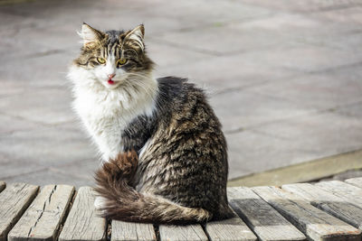 Portrait of cat sitting on wood