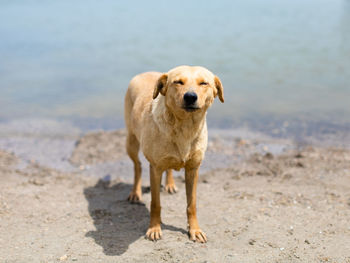 Portrait of dog running at beach