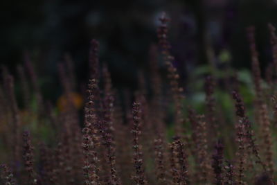 Close-up of plants on field