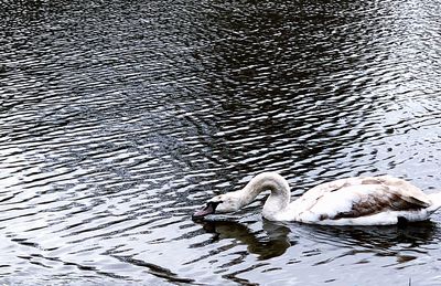 View of swan swimming in lake