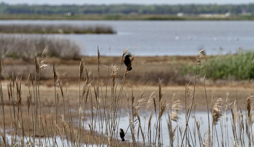 View of birds flying over lake