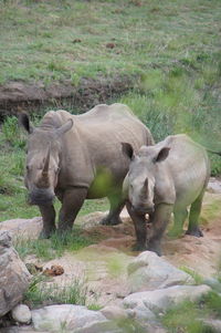 Portrait of rhinoceros