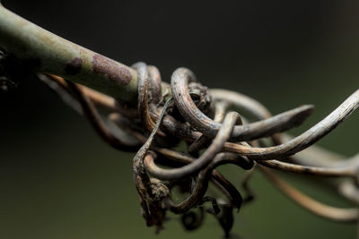 Dry vine branches