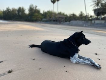 Dog lying on the road