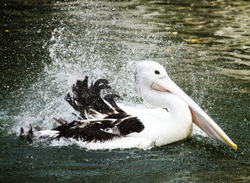 View of pelican swimming in lake