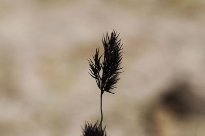 Close-up of dried plant against blurred background