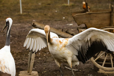 View of birds on field