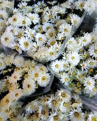 Close-up of white flowering plants