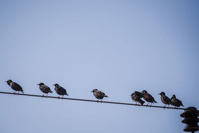 Low angle view of birds perching on cable