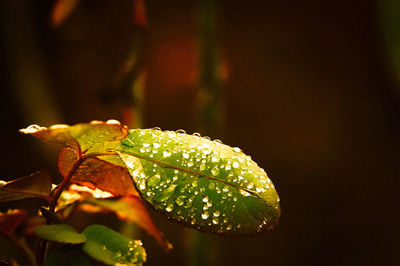 Close up view of green leaf