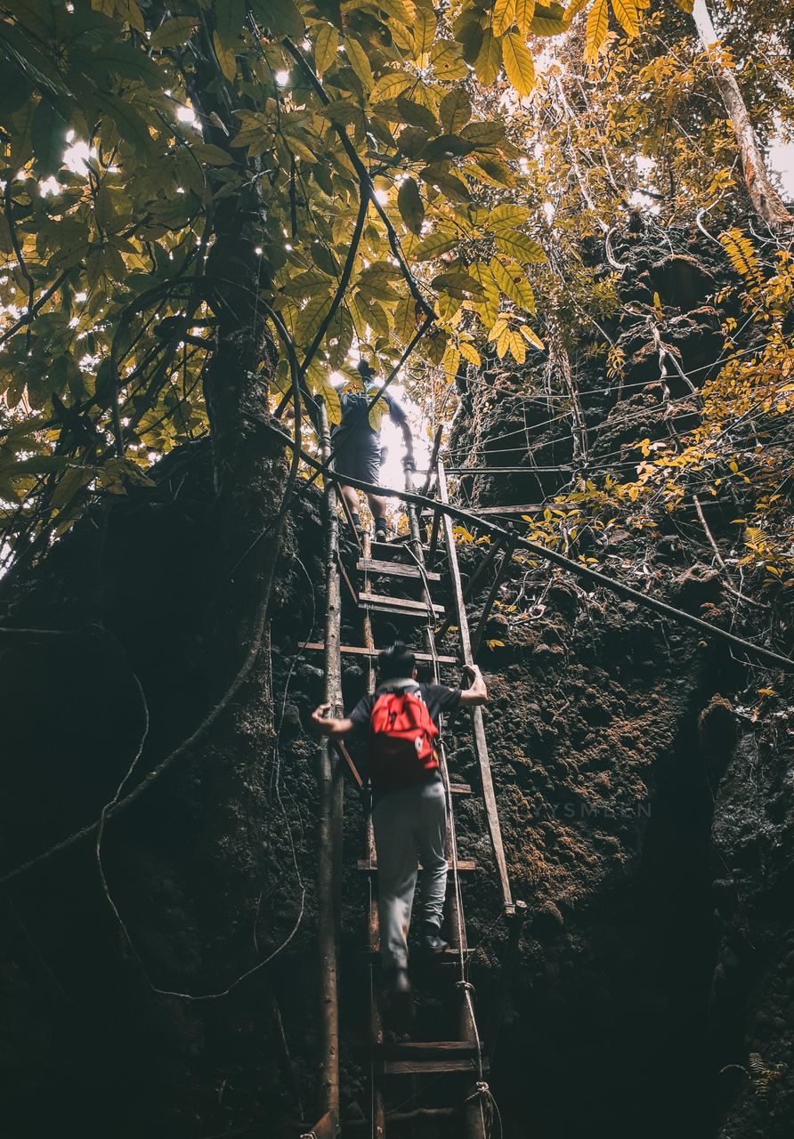 tree, plant, nature, one person, forest, real people, growth, full length, land, standing, day, branch, leisure activity, lifestyles, leaf, outdoors, plant part, men, rope