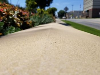 Surface level of road along trees