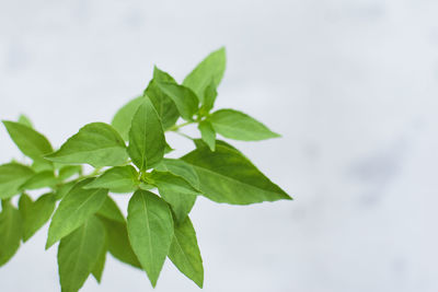 Low angle view of leaves against sky