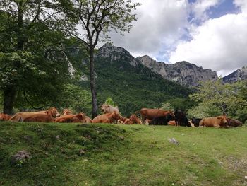 Cows in field view from sentiero dei grandi alberi at recoaro mille