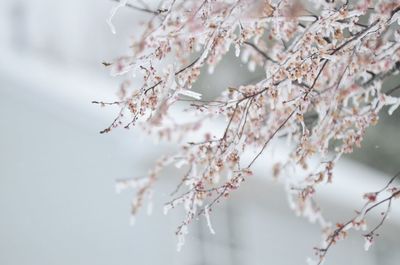 Close-up of cherry blossom tree