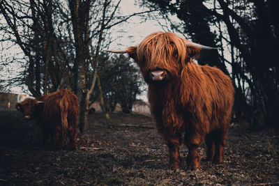 Horse standing in a field