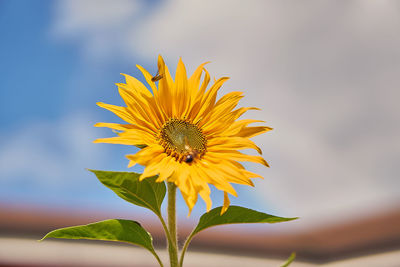 Close-up of bee on sunflower