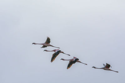 Low angle view of birds flying