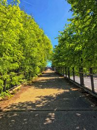 Empty road along trees and plants