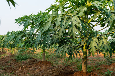 Trees growing on field against sky