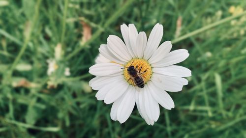 Close-up of bee pollinating flower