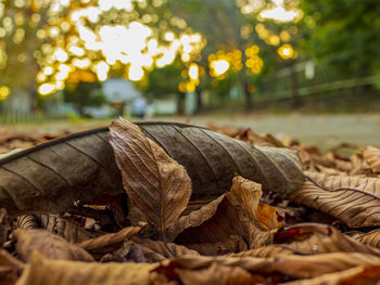 Close-up of dry leaves on log in forest