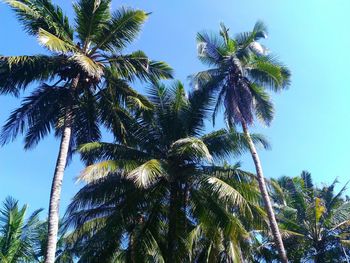 Low angle view of palm trees against blue sky