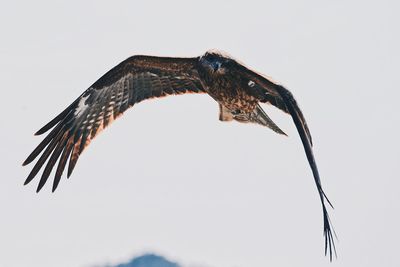 Low angle view of bird flying in sky