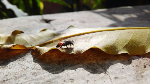 Close-up of bee on leaf