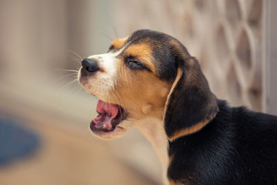 pet