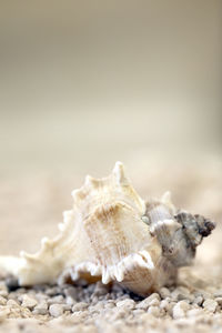 Close-up of seashell