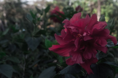 Close-up of red flowers