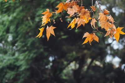 Close-up of autumn leaves