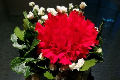 Close-up of red flowers blooming outdoors