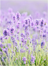 Close-up of purple flowering plants on field