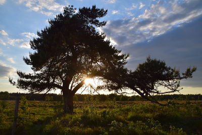 Tree on field against sky