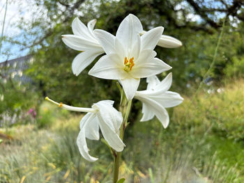 plant