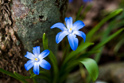 Close-up of purple flowers blooming outdoors