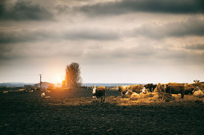 Cows on farm against cloudy sky during sunset