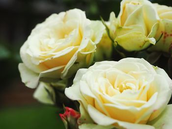 Close-up of roses blooming outdoors